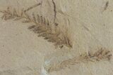 Dawn Redwood (Metasequoia) Fossil - Montana #153722-2
